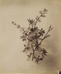 August Kotzsch, Lupine, ca. 1870, &copy; August Kotzsch
