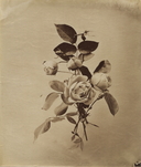 August Kotzsch, Damask Rose with Buds, c. 1870, &copy; August Kotzsch