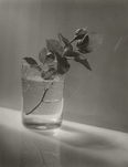 Josef Sudek, White Rose Bud (aus dem Portfolio 'Josef Sudek (10 Photographs 1940- 1970)'), 1954, &copy; Estate of Anna Fárová /Courtesy Kicken Berlin