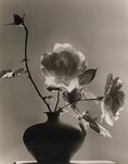 Dr. Wolff + Tritschler, untitled (from the series 'Plants, Flowers, Blossoms'), 1949, &copy; Dr. Paul Wolff & Tritschler Historisches Bildarchiv, Offenburg/ Courtesy Kicken