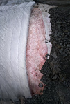 Thomas Wrede, Presena Gletscher Blutschnee #7, 2020, &copy; Thomas Wrede + VG Bild Kunst, Bonn