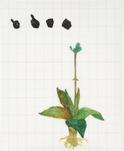 Tamara K. E., o. T. (aus der Serie: Run Antonin), 2014