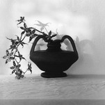 Robert Mapplethorpe, Orchids, 1980, &copy; Robert Mapplethorpe