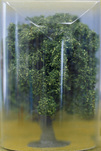 Thomas Wrede, Eiche (aus der Serie 'Wrapped Landscapes'), 2003, &copy; Thomas Wrede, VG-Bildkunst, Bonn