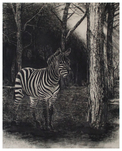 Stefan à Wengen, Zebra 1, 2023