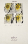 Fabrizio Plessi, Analogy Experimental Intervention / Water Works Series 1, 1974