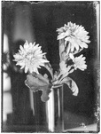 Anonym, o.T. (Blumenvase), 1920er- Jahre (printed 2024), &copy; Günter Karl Bose Archiv, Berlin