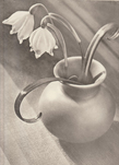 Max Baur, Märzbecher in Vase, 1930/1940er, &copy; Lichtbild-Archiv Max Baur