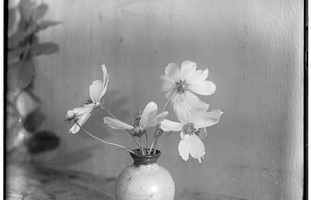 Der Blumenstrauß. Die Vergängliche Pracht – Fotografie von den Anfängen bis heute