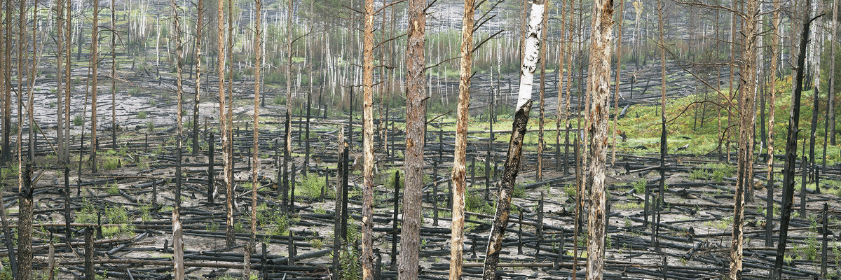 „Wälder. Von der Romantik in die Zukunft“